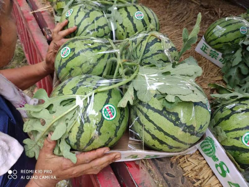 精品麒麟无籽西瓜产地直供品质保证欢迎选购