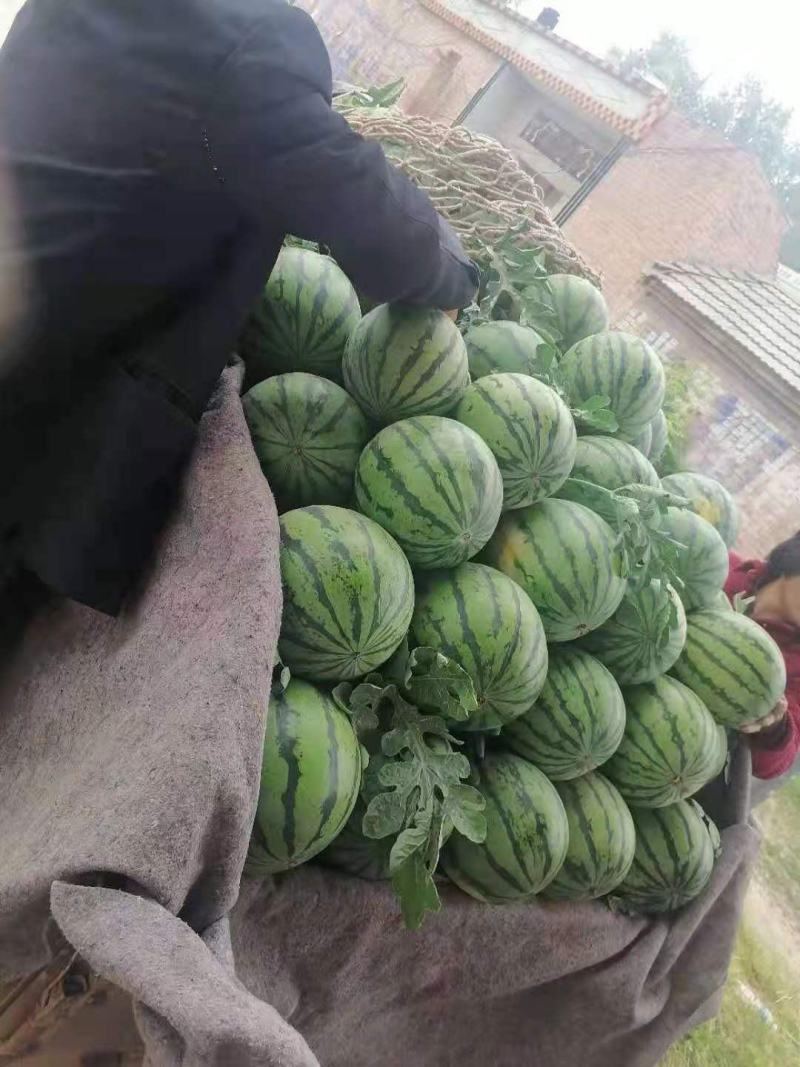 精品麒麟无籽西瓜产地直供品质保证欢迎选购