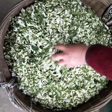 洋槐花现摘现发可做一件代发顺丰包邮