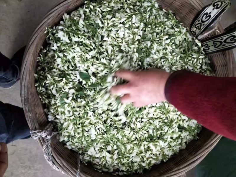 洋槐花现摘现发可做一件代发顺丰包邮