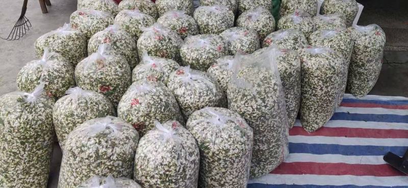 洋槐花现摘现发可做一件代发顺丰包邮