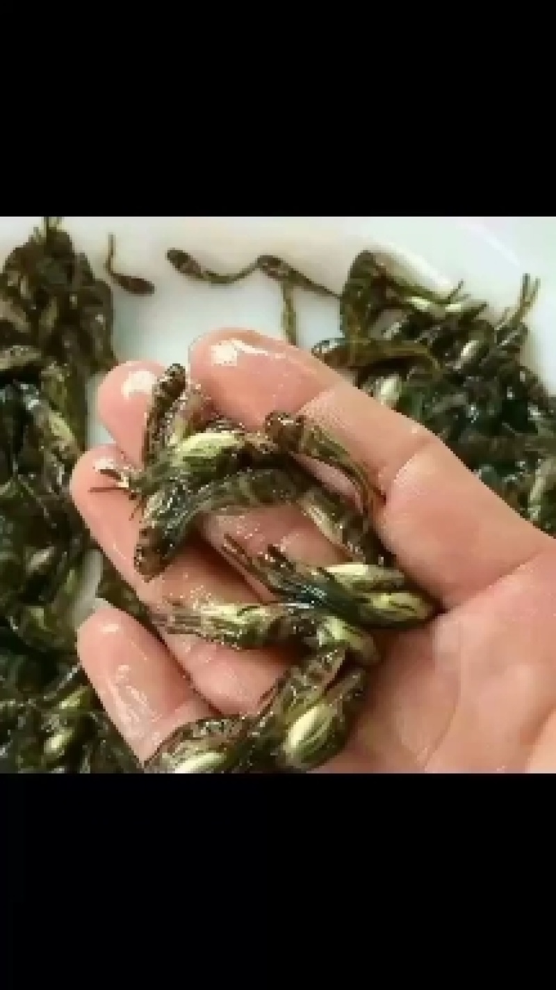 黄颡鱼苗，黄辣丁精品黄骨鱼苗基地直发签合同包回收