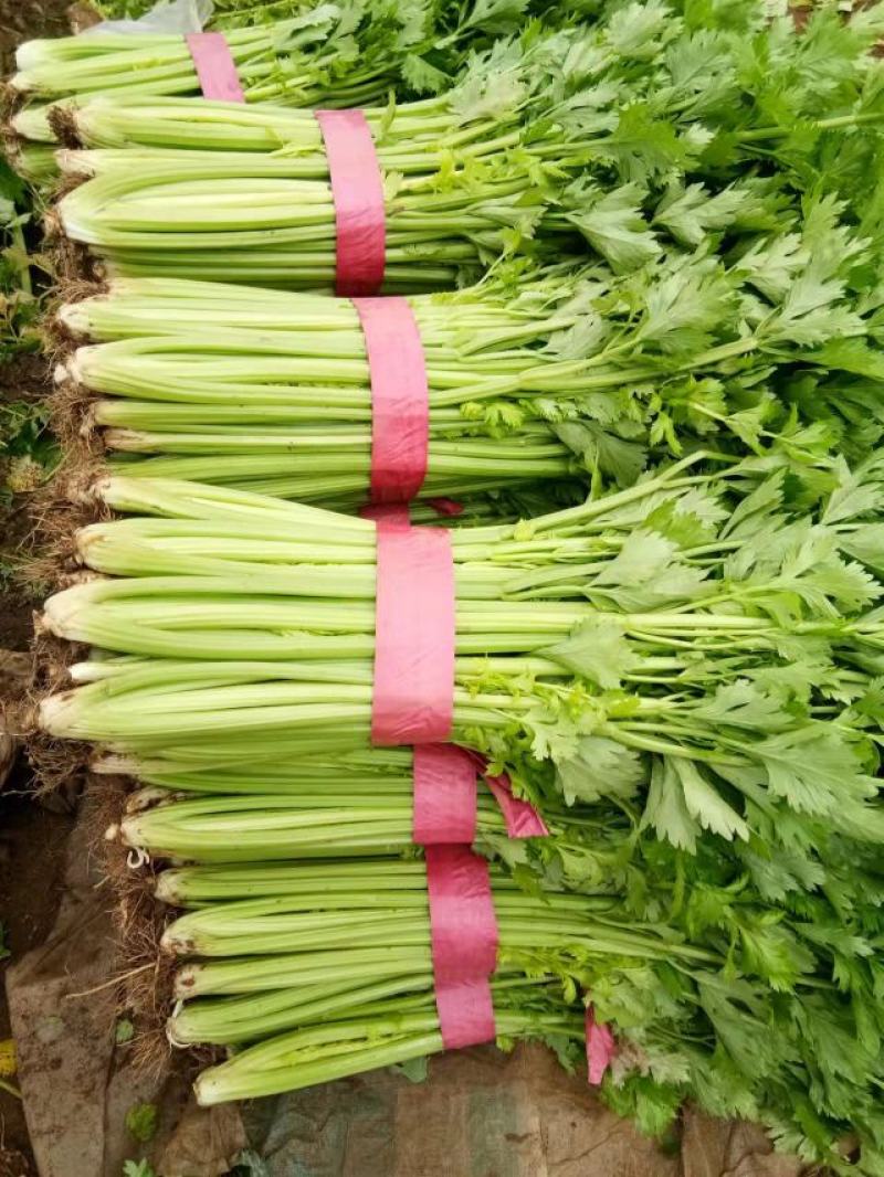精品西芹50公分产地批发价格美丽大量供应