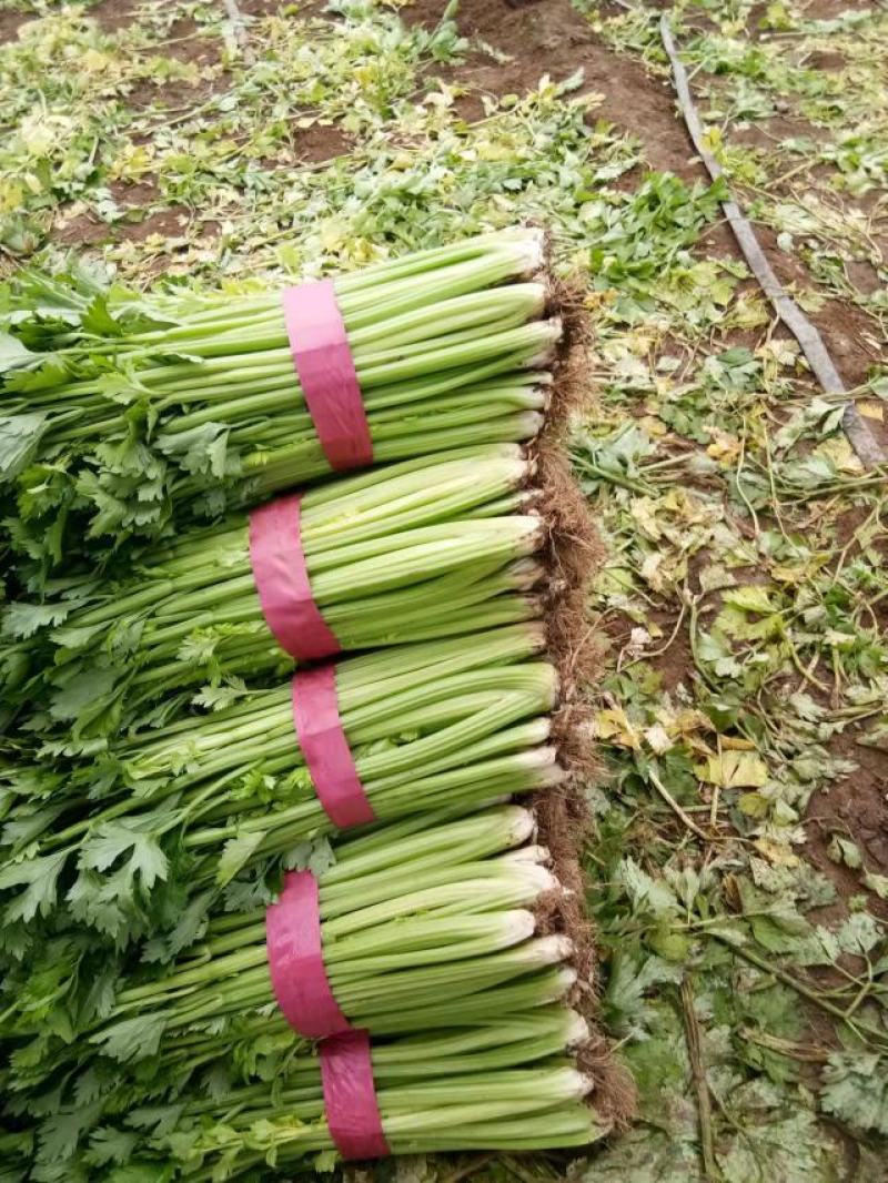 精品西芹50公分产地批发价格美丽大量供应