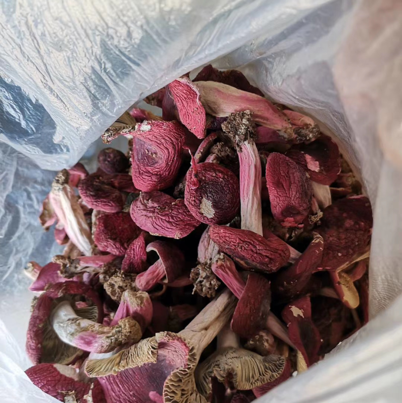 高山野生红菇下单发货