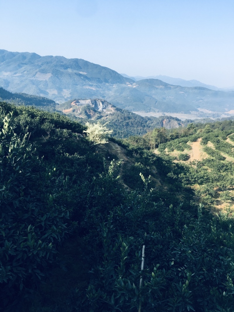 高山野生红菇下单发货
