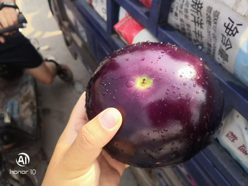 【河南焦作】紫光圆茄，量大质量好，个头匀称，电商团购优选