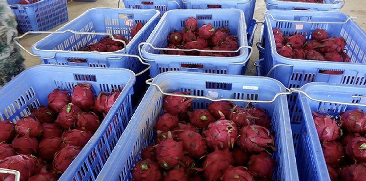 越南边境火龙果集散市场