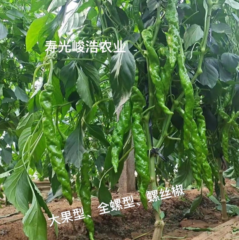 全螺型大果螺丝椒种苗、椒长50公分果大螺型型好、坐果好