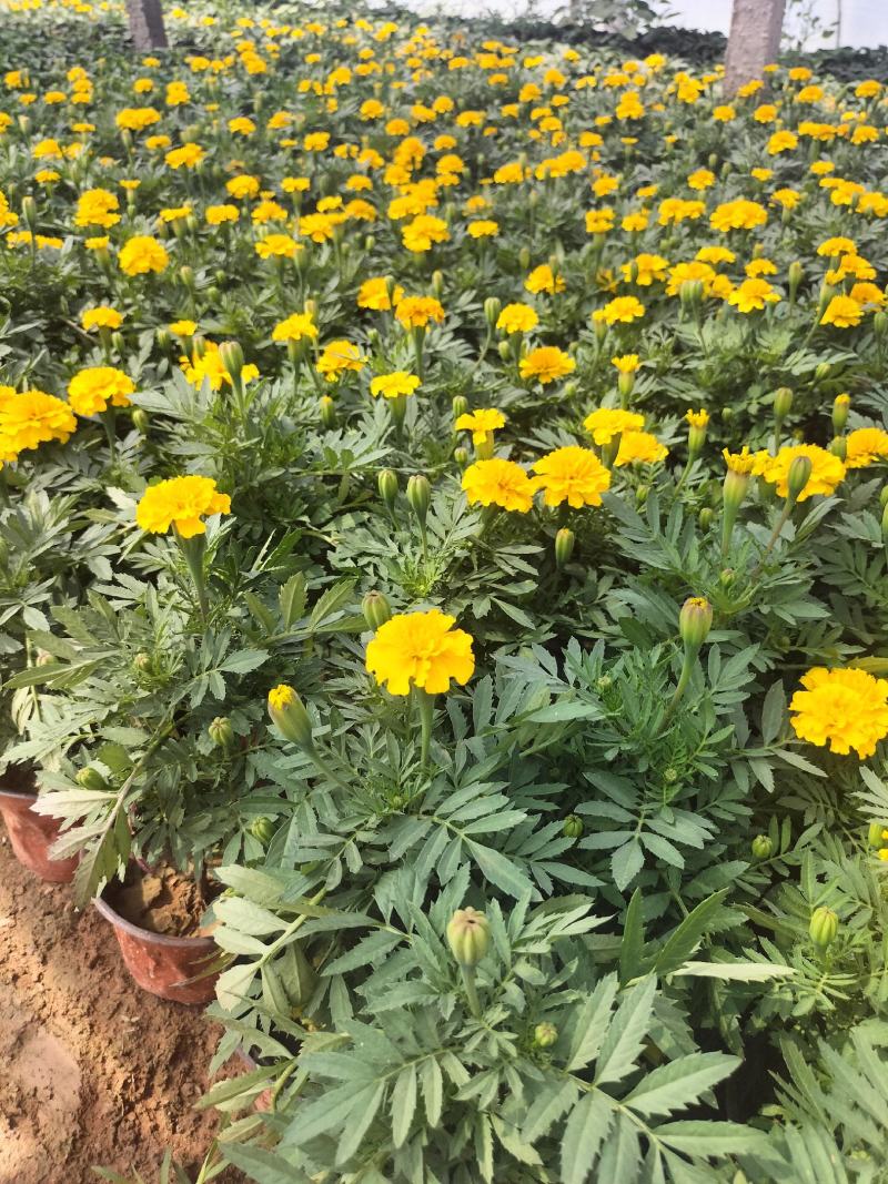 孔雀草