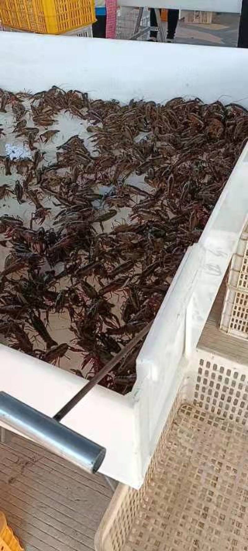 小青打包中，只只饱满生猛，地板干净，产地直销，货源充足！