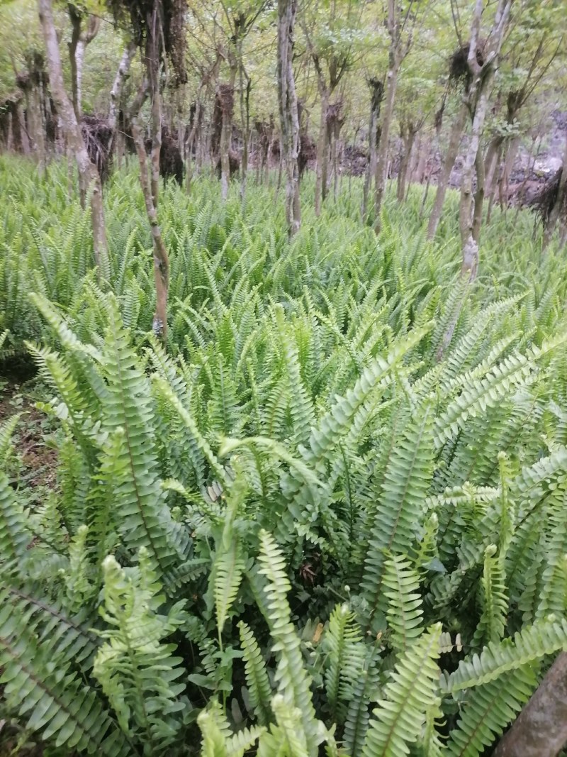 肾蕨