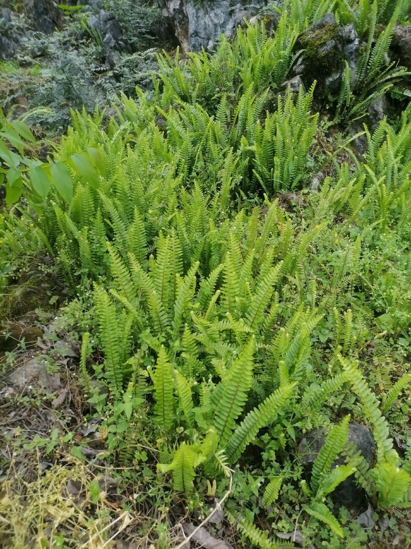 肾蕨