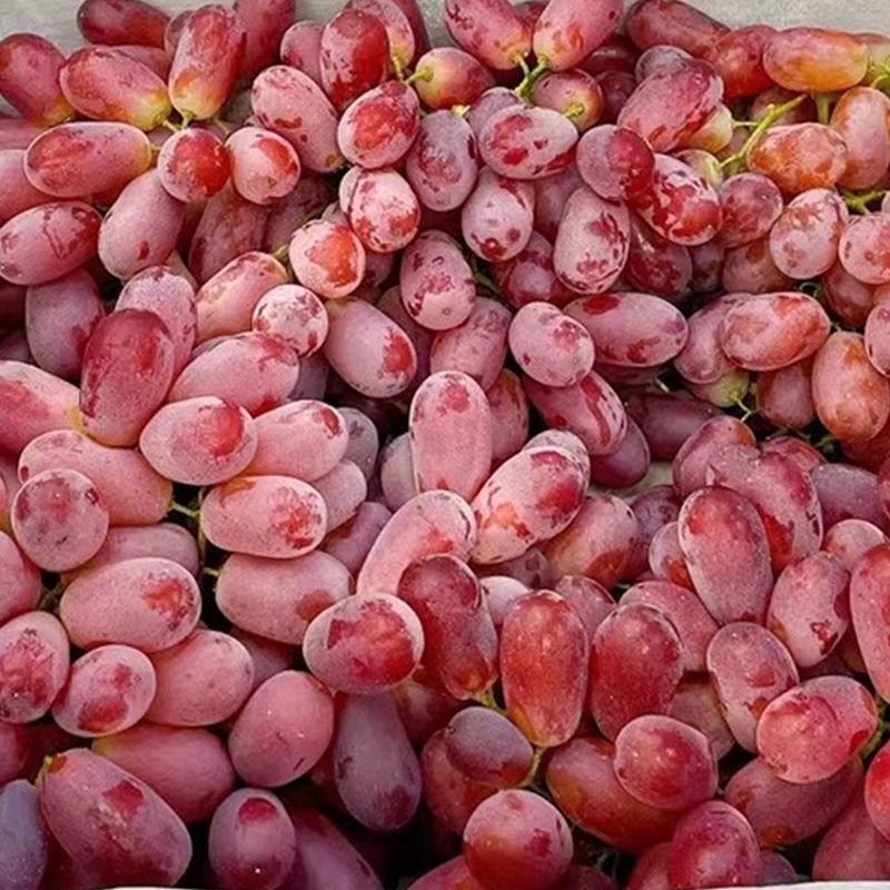 科轮圣红提个大皮薄脆甜无核5斤净重顺丰包邮现货