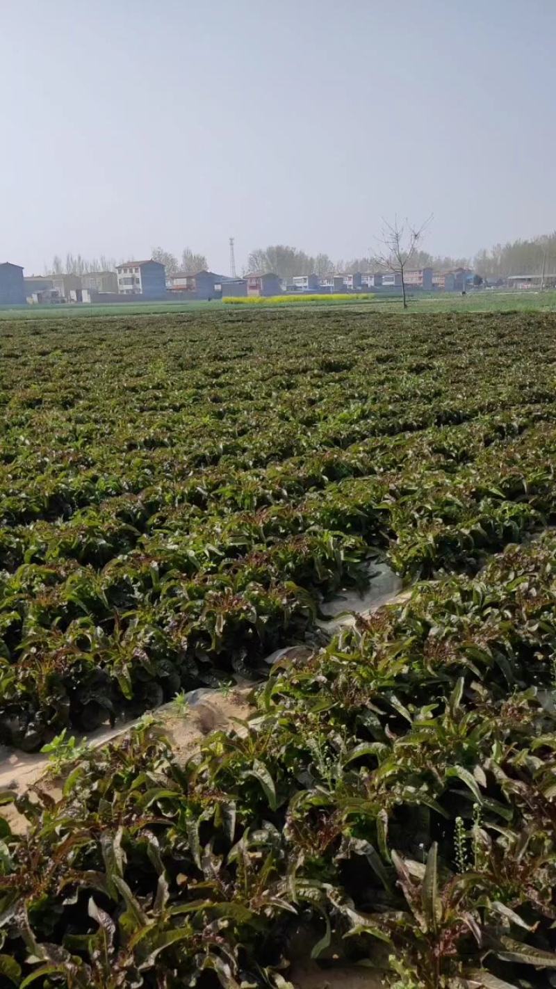 河南通许红叶莴笋，光杆莴笋，大量上市，加工笋肉有配套冷库