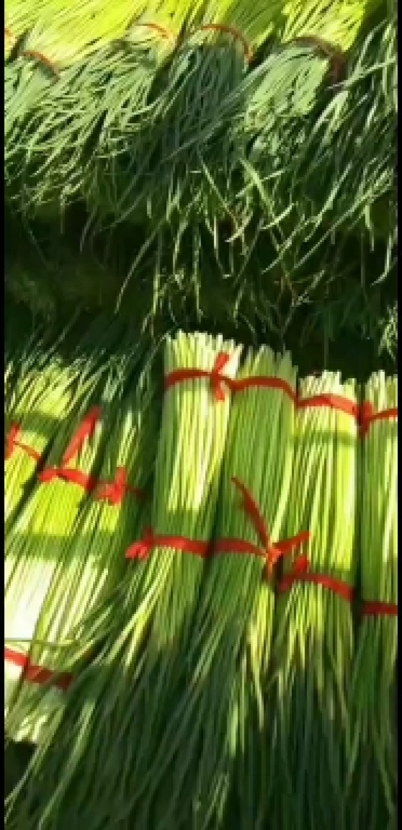 红帽蒜苔大量上市，货源充足，质量保证，万亩基地，