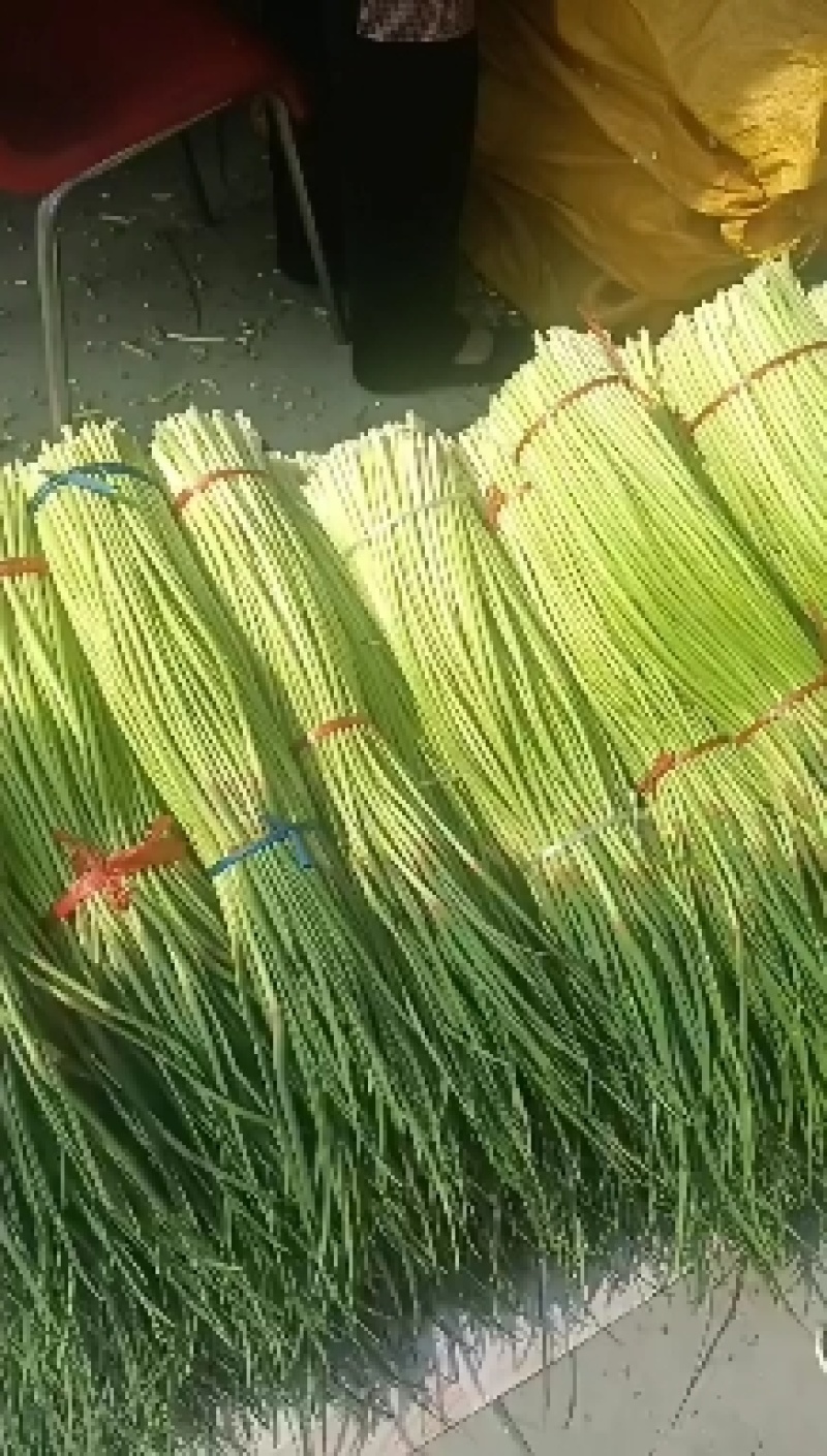 红帽蒜苔大量上市，货源充足，质量保证，万亩基地，