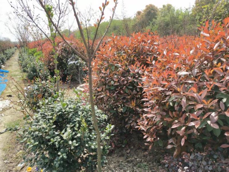 [精选]红叶石楠球大量上市啦量大从优欢迎咨询