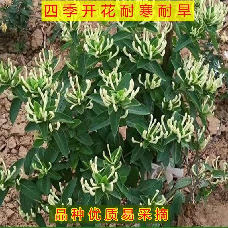 金银花树苗盆栽四季食用药用爬藤植物阳台庭院老桩盆景金银花