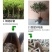 金银花树苗盆栽四季食用药用爬藤植物阳台庭院老桩盆景金银花
