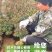 金银花树苗盆栽四季食用药用爬藤植物阳台庭院老桩盆景金银花
