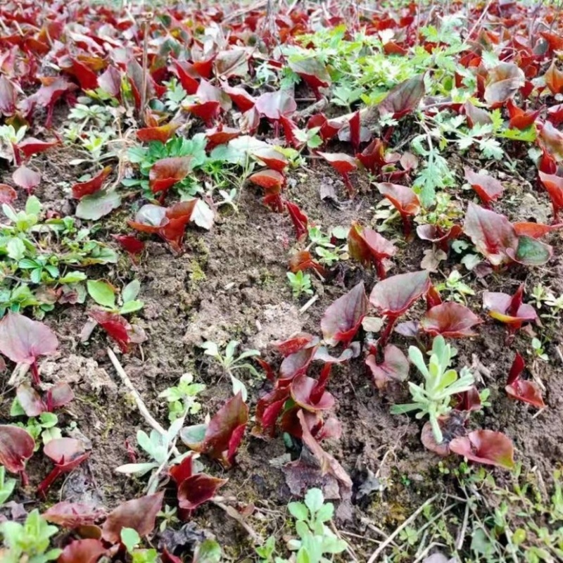【鱼腥草】四川新鲜现挖折耳根脆嫩爽口欢迎采购