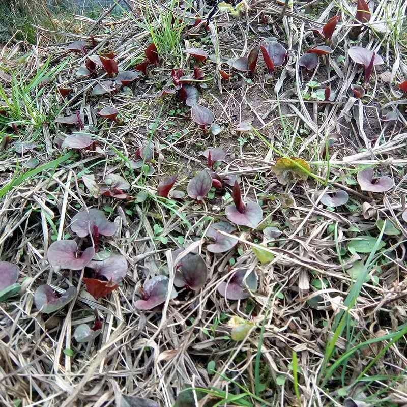 【折耳根】四川精品鱼腥草现挖现发产地直销欢迎采购