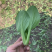 精品上海青小青菜小油菜大量现货，大棚陆地都有
