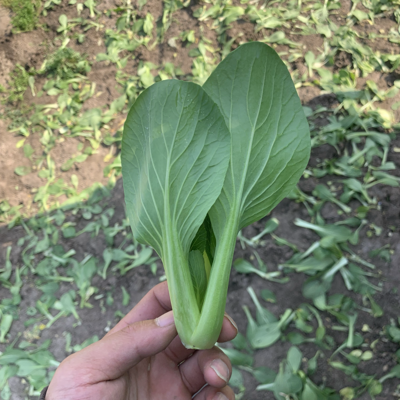 精品上海青小青菜小油菜大量现货，大棚陆地都有