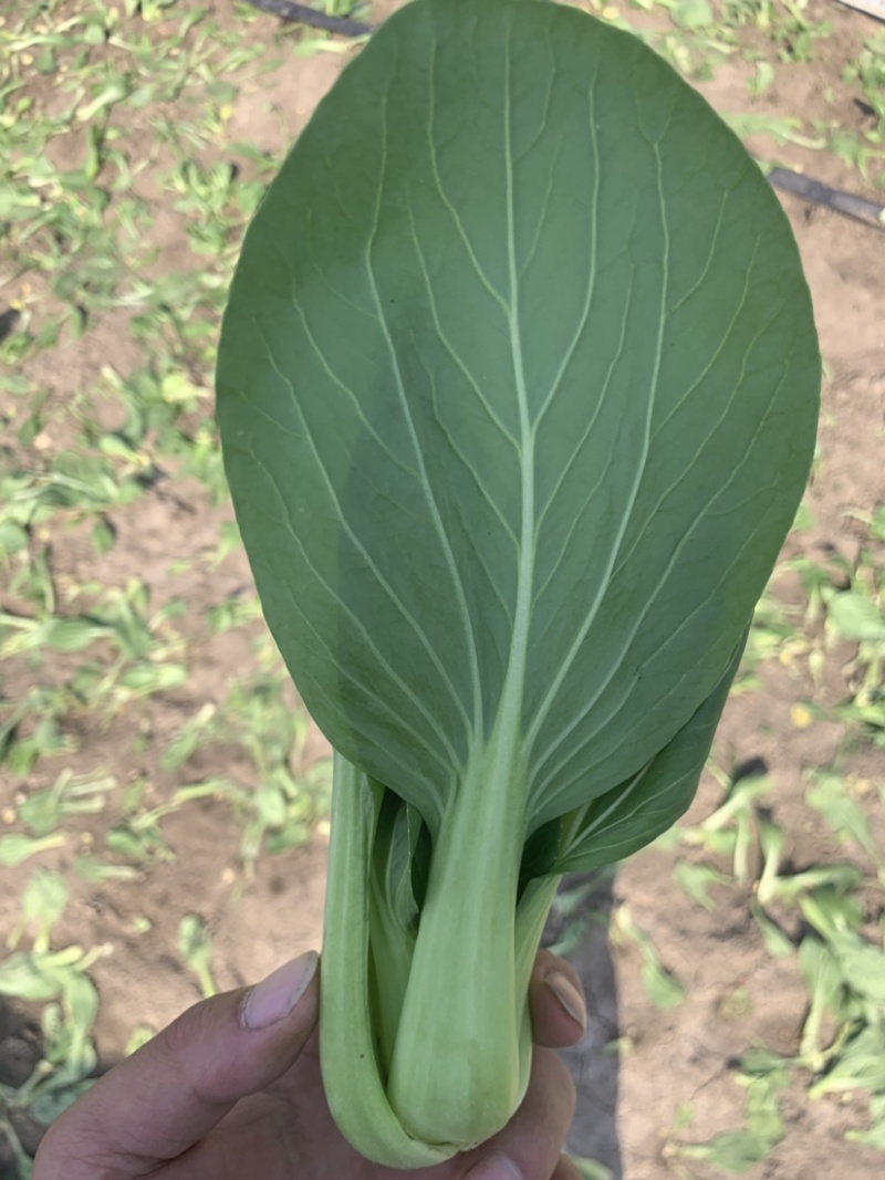 精品上海青小青菜小油菜大量现货，大棚陆地都有