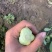 精品上海青小青菜小油菜大量现货，大棚陆地都有