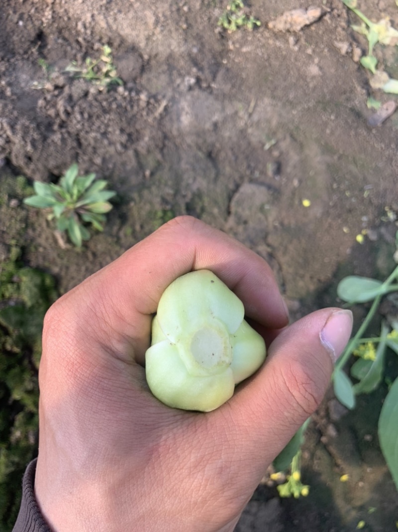 精品上海青小青菜小油菜大量现货，大棚陆地都有