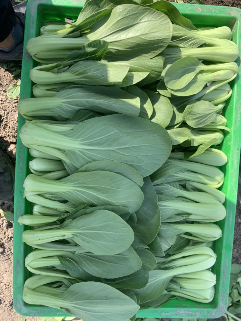 精品上海青小青菜小油菜大量现货，大棚陆地都有