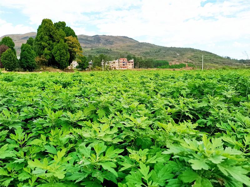 正宗蕲艾纯艾草月子泡澡艾草精选陈年野生艾草暖身祛寒干艾草