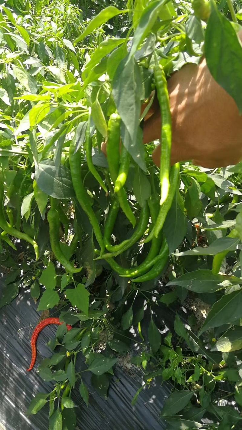 新鲜辣椒产地，8号线椒，罗线椒，2号杭椒大量有货