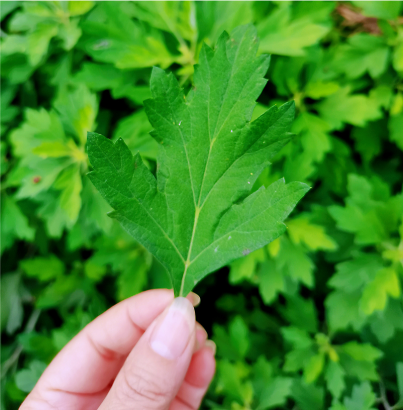 正宗蕲艾纯艾草月子泡澡艾草精选陈年野生艾草暖身祛寒干艾草