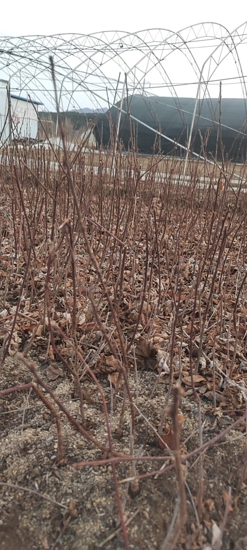 辽宁开原重瓣榆叶梅小苗京梅杯苗小桃红工程苗繁育基地