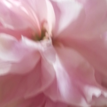 白勺药半开花