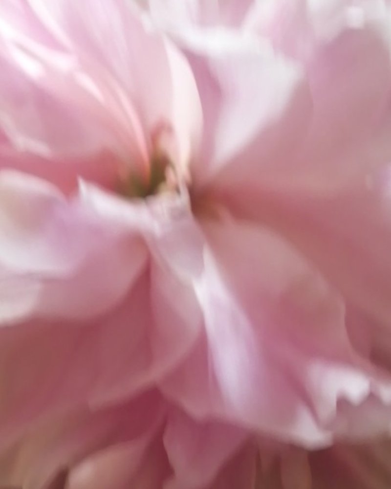 白勺药半开花