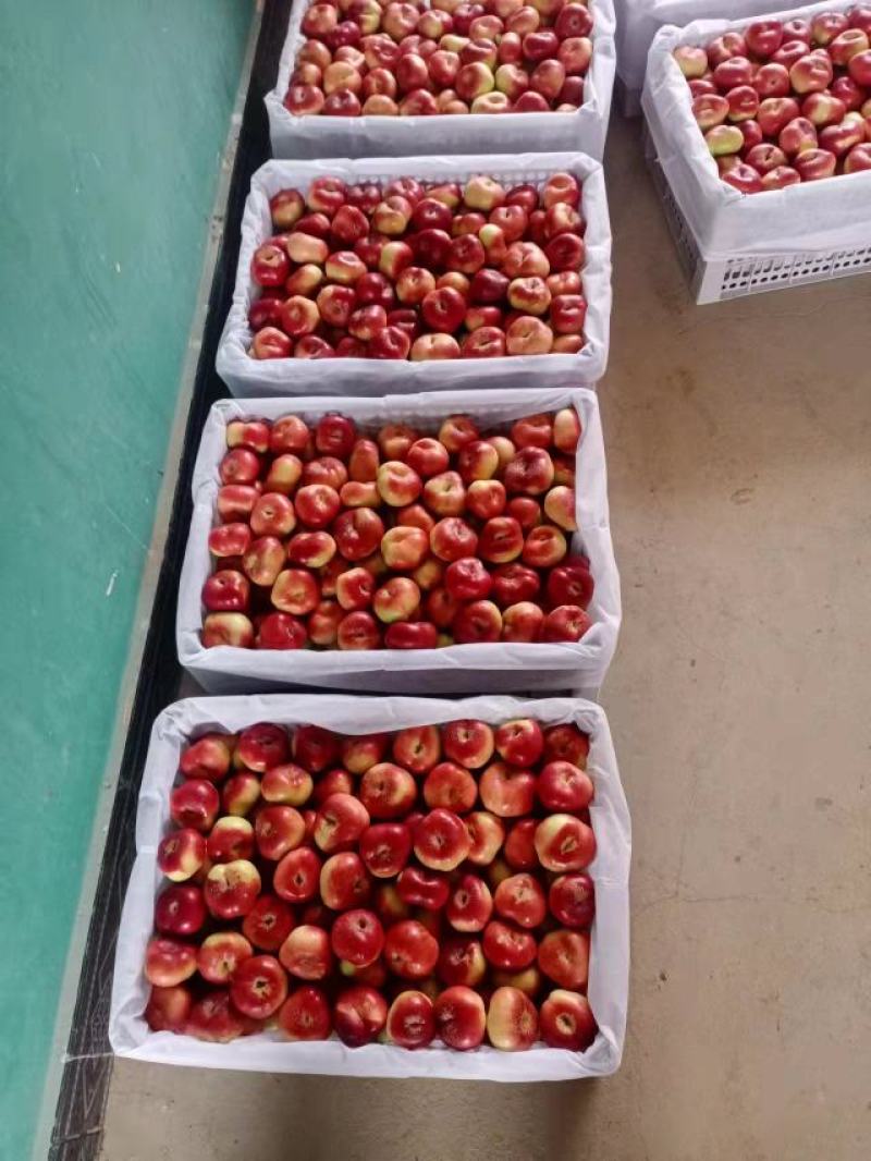 陕西精品红油蟠桃产地直发脆甜口感欢迎老板来基地考察