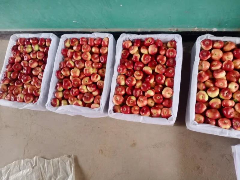 陕西精品红油蟠桃产地直发脆甜口感欢迎老板来基地考察