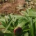 白勺药半开花