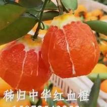 秭归中华红/早熟甜橙/纽荷尔/中华红夏橙、产地大量上市。
