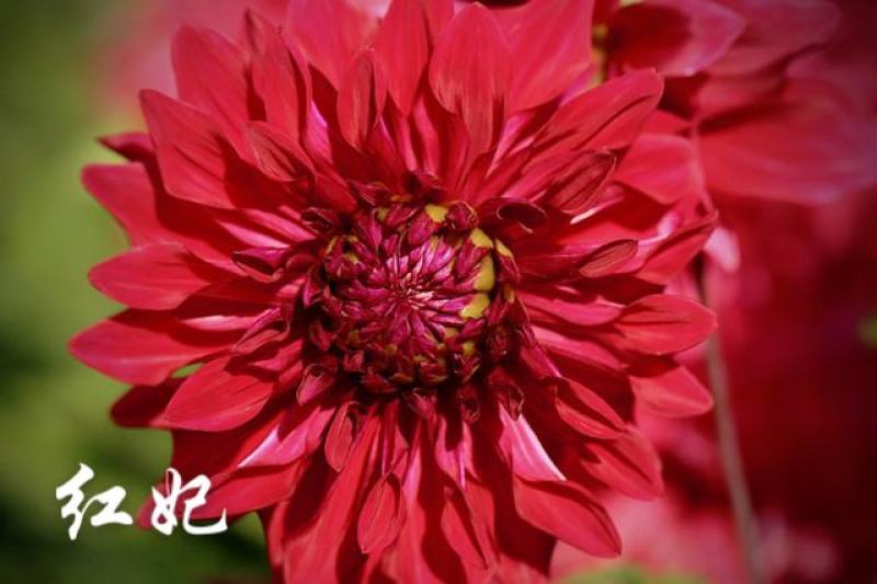 大丽花盆栽，地瓜花观赏绿化花卉，坤盛花卉基地