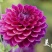 大丽花盆栽，地瓜花观赏绿化花卉，坤盛花卉基地