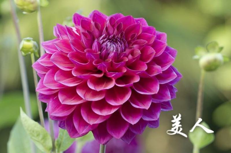大丽花盆栽，地瓜花观赏绿化花卉，坤盛花卉基地