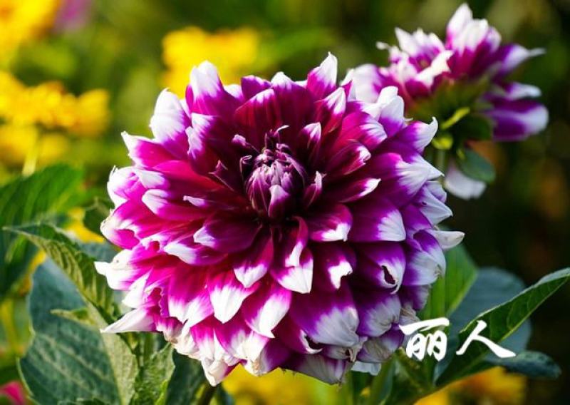 大丽花盆栽，地瓜花观赏绿化花卉，坤盛花卉基地