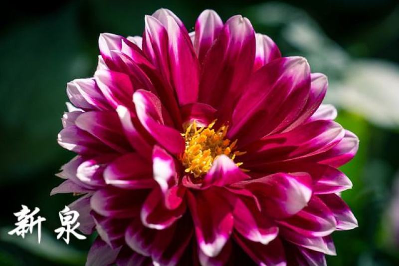 大丽花盆栽，地瓜花观赏绿化花卉，坤盛花卉基地