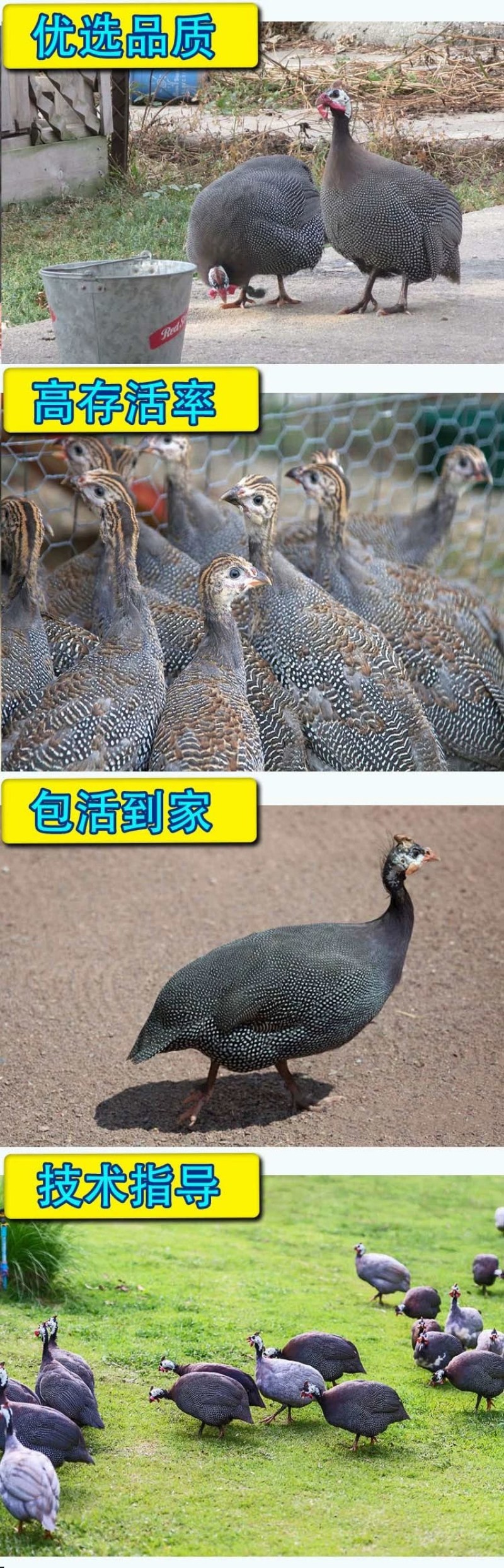 一斤珍珠鸡珍珠鸟活鸡脱温珍珠鸡幼苗小鸡崽