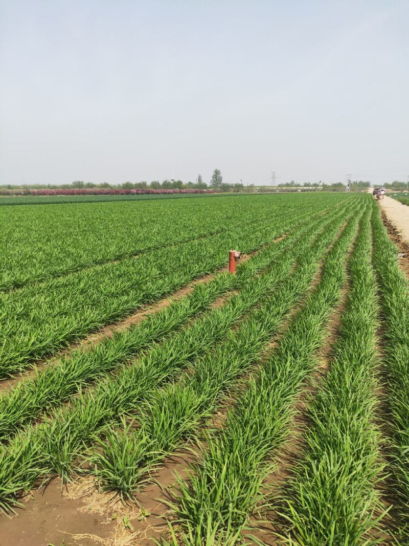 精品河北邢台露天红根韭菜头茬二茬大量上市保证品质量大从优